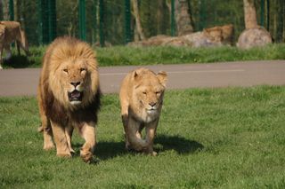 Power play for the lions in Animal Park