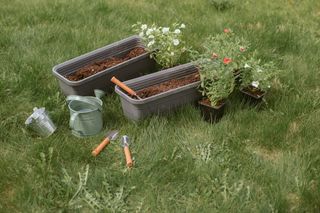plants in containers