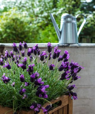 lavender in container with watering can