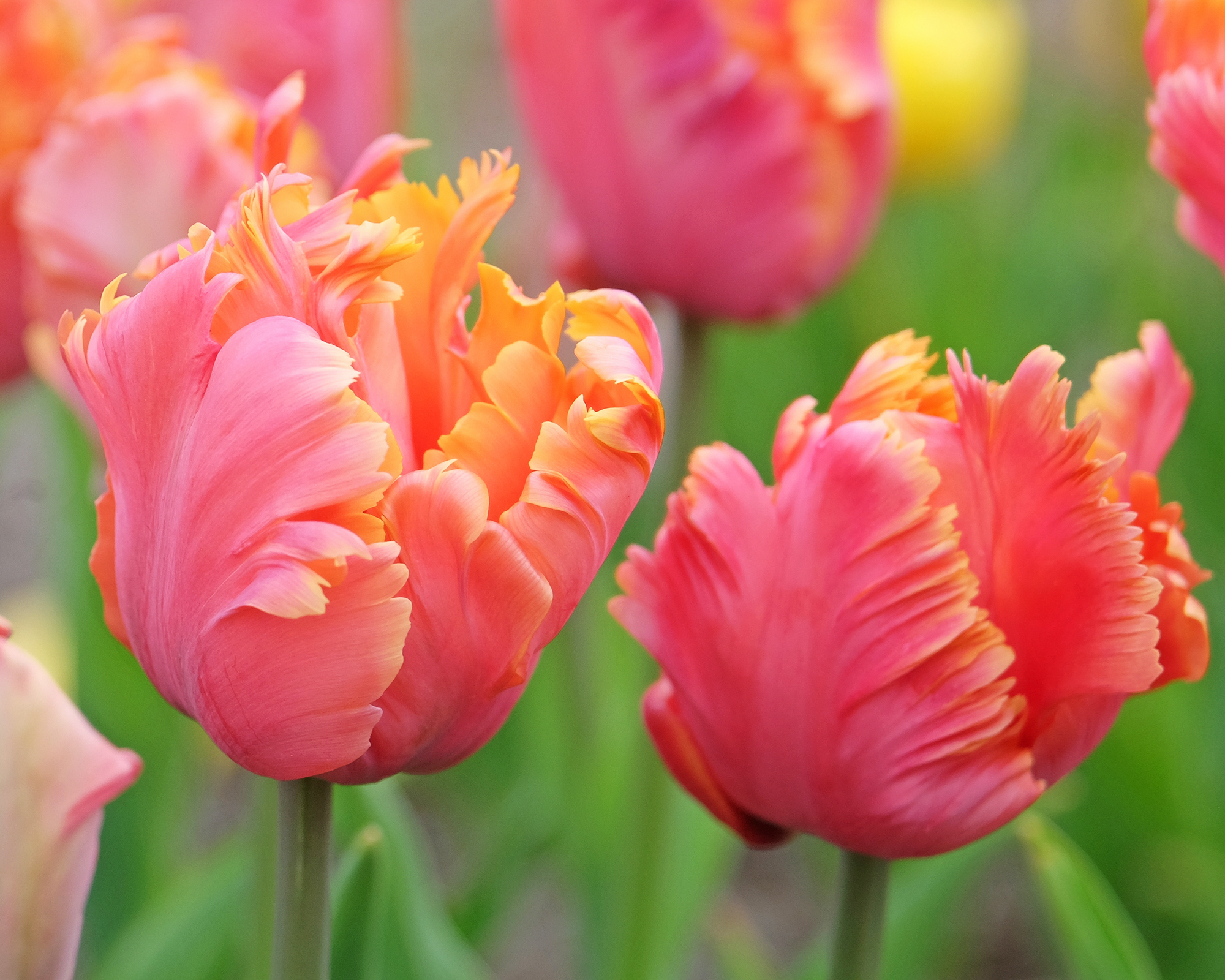 Amazing Parrot tulips