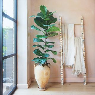 Unfinished plaster wall with a ladder with throws on it and a large fiddle leaf fig