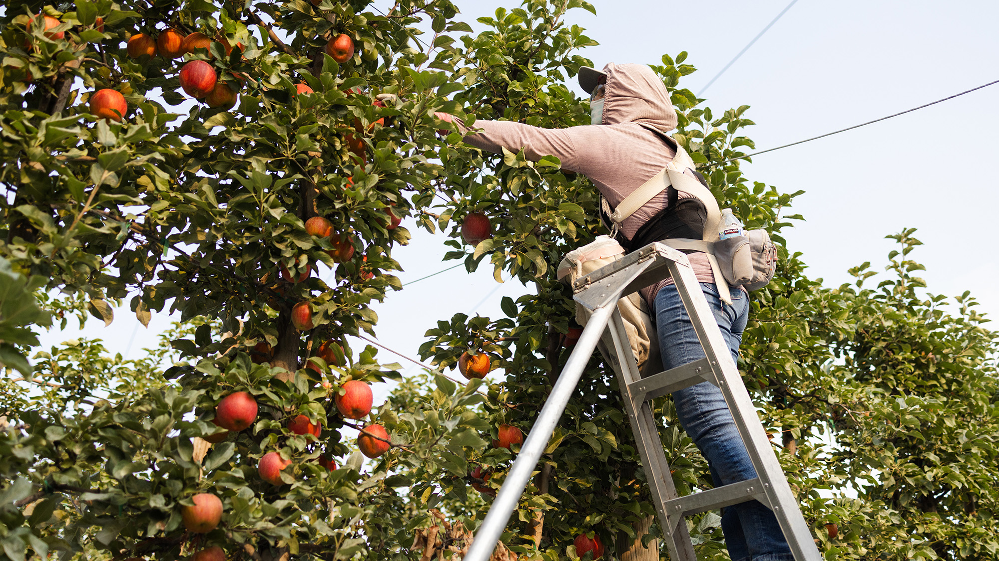 A person wearing jeans and a pink hoodie stands on a ladder next to an apple tree.
