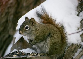 American red squirrels feed on the seeds of evergreen trees.