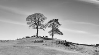 Two trees atop a hill silhouetted against the horizon in black and white