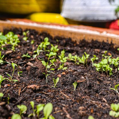 Compost heap with shoots growing from it