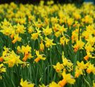 daffodils.jpg