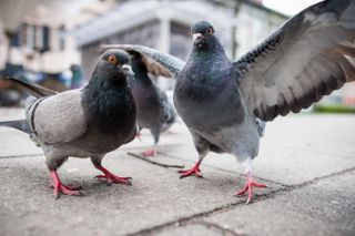 Pigeons