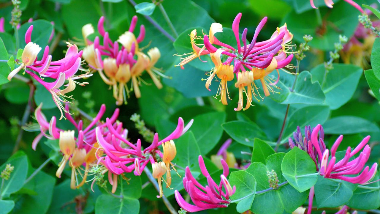 Pink and yellow honeysuckle blooms in a garden