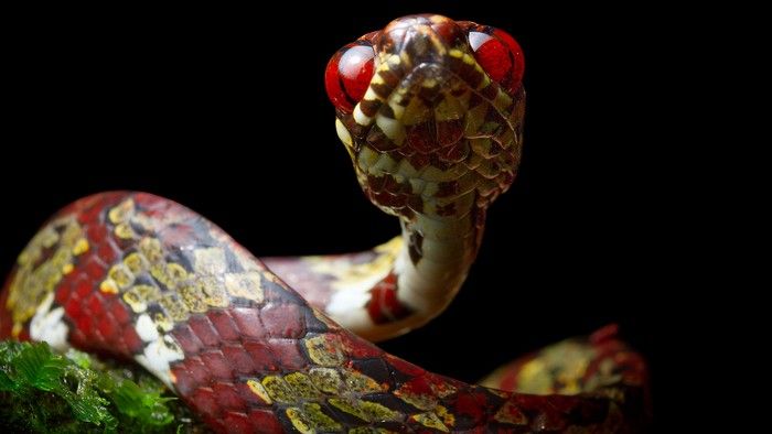 Canopy snail-eating snake (Sibon canopy). This snake has a beautiful dark red, yellow, black and white pattern in various triangular shapes. It also has large, bright red eyes.