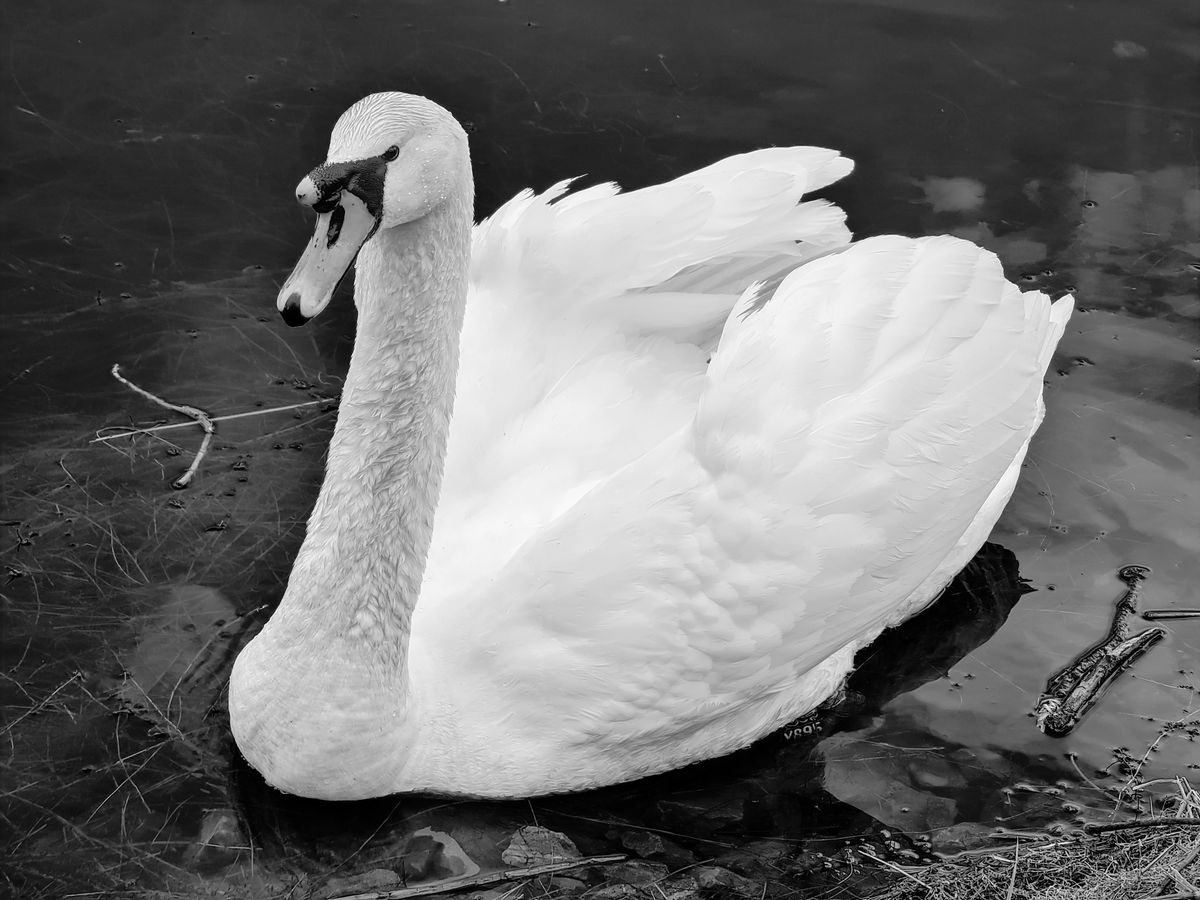 GuruShots - Powerful Black &amp; White Jan 26