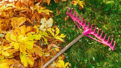 autumn lawn care tips – fallen leaves