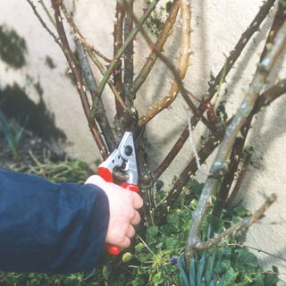 Pruning rose plant with secateurs