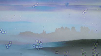 Photo collage of various photos of fog and a micrograph of bacteria