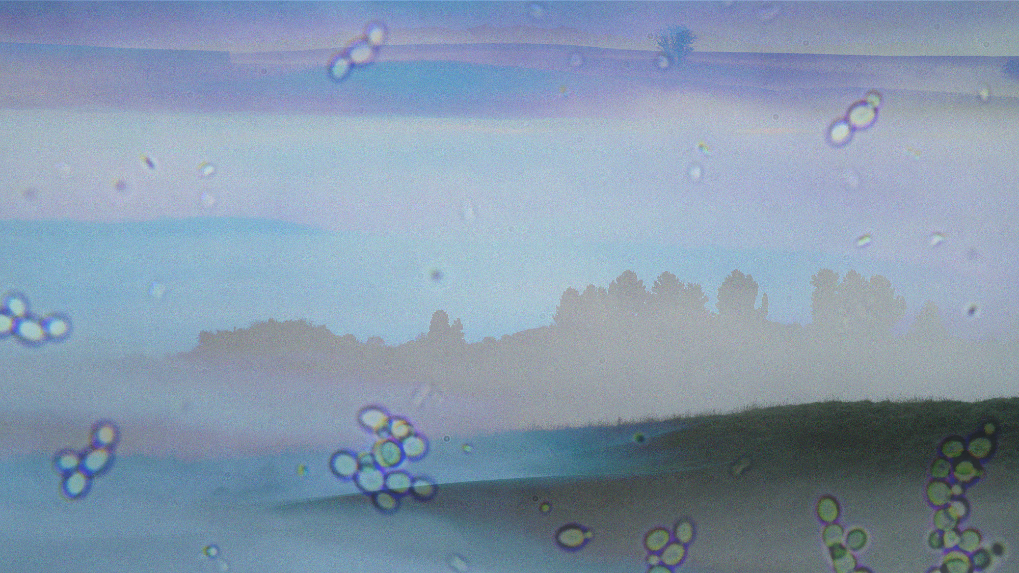 Photo collage of various photos of fog and a micrograph of bacteria