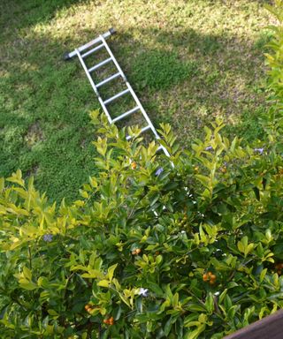 Fallen ladder in a garden