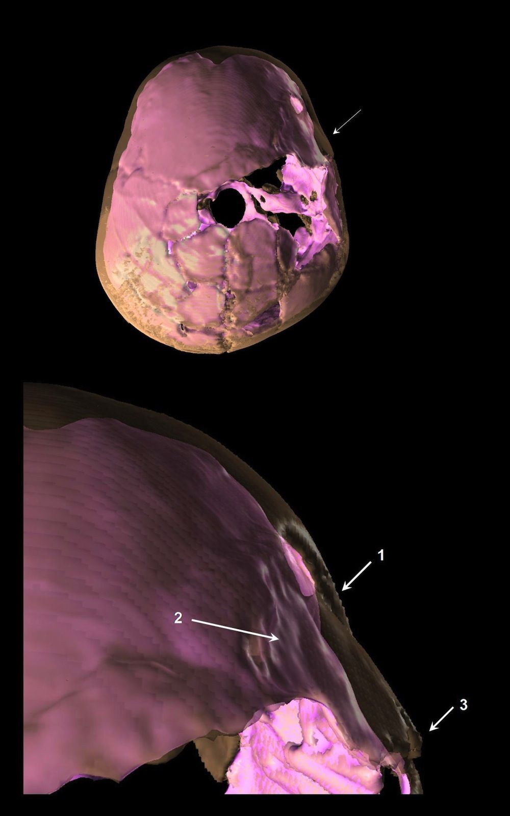 paleolithic child skull reconstruction