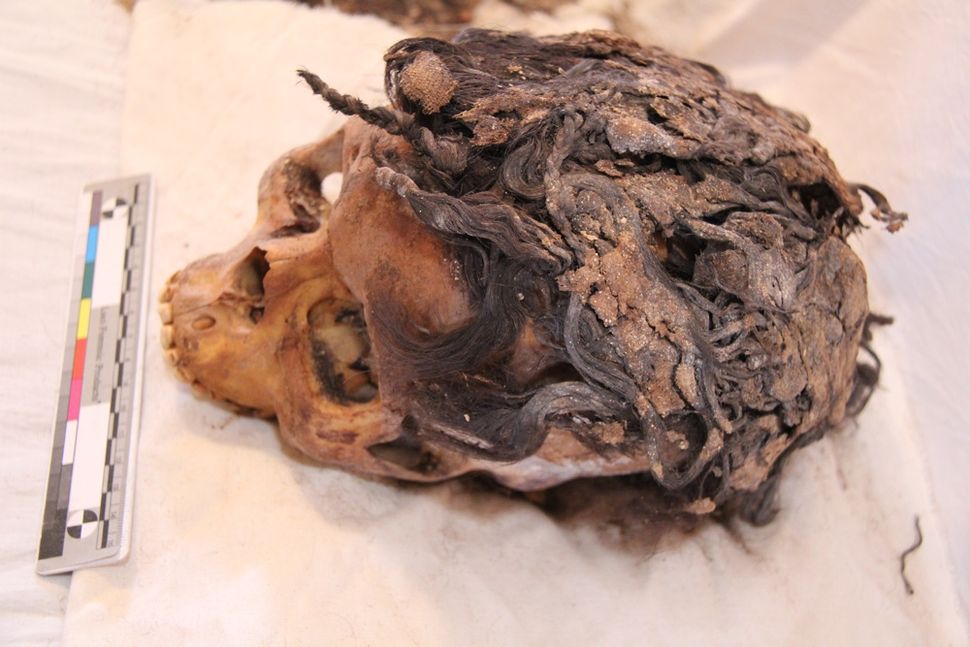 The remains of a 3,300-year-old woman who wore a complex hairstyle with 70 hair extensions was discovered in the ancient city of Armana. Credit: Photo by Jolanda Bos and Lonneke Beukenholdt