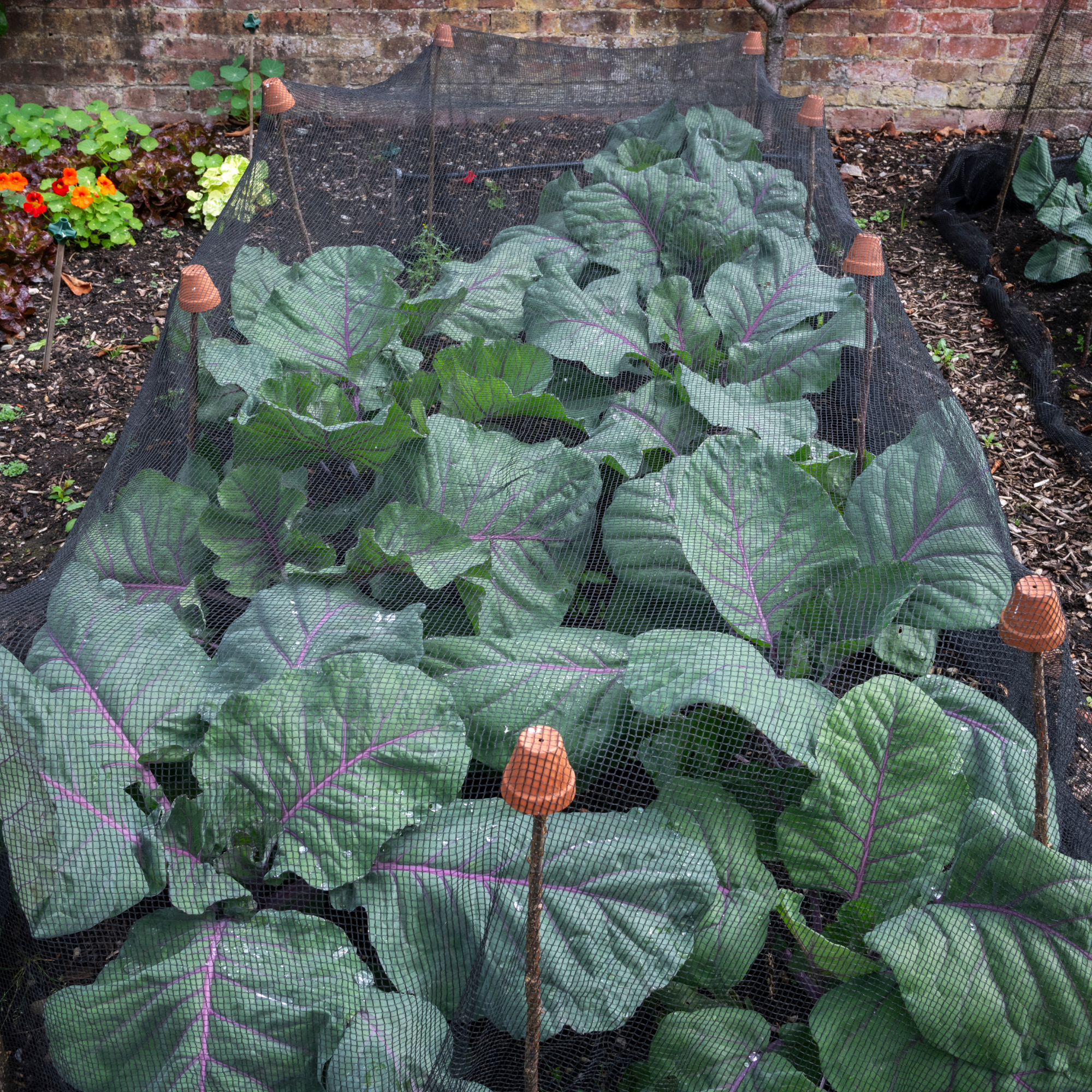 Brassica plant under netting in a kitchen garden