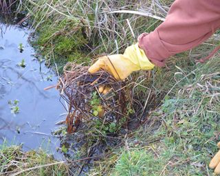 Removing dead pond weed in early spring