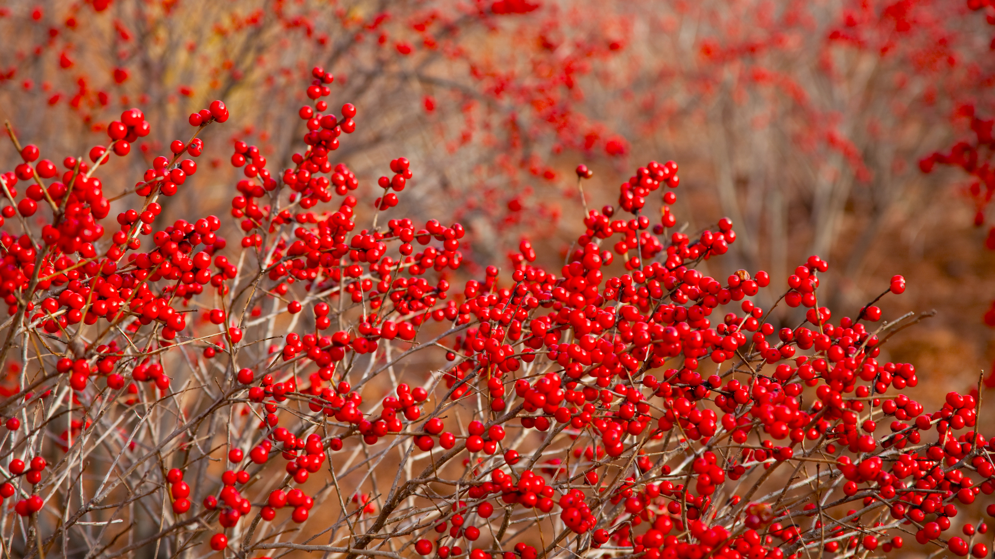 bright red berries on a bare winterberry shrub