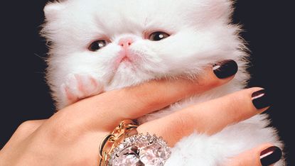 Finger, Skin, Vertebrate, Felidae, Nail, Small to medium-sized cats, Pink, Whiskers, Carnivore, Cat, 