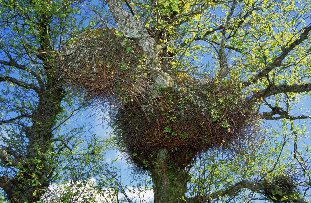 Stalked balls of birch witches&#039; broom in the upper branches of a tree.