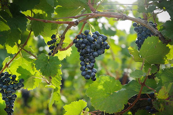 Blaufrankisch-on-the-vine.-Credit-Austrian-Wine-WSNA.jpg