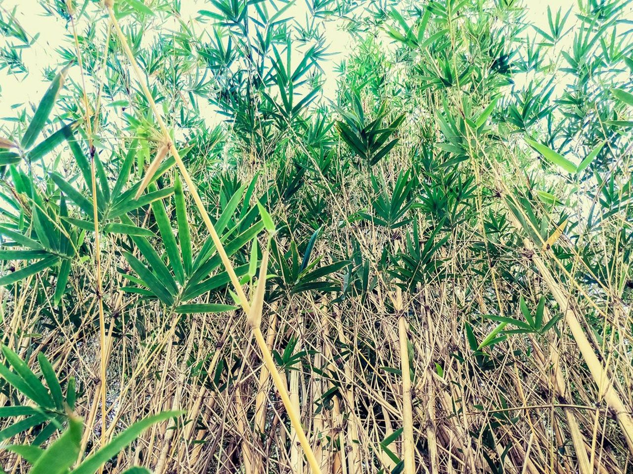 Desert Bamboo Plant