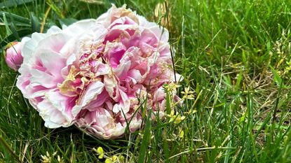 A wilted pink peony lying in the grass