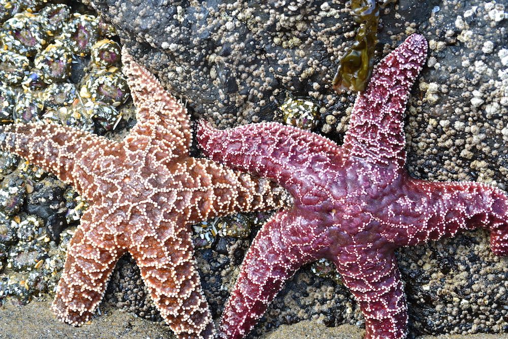 Sea stars