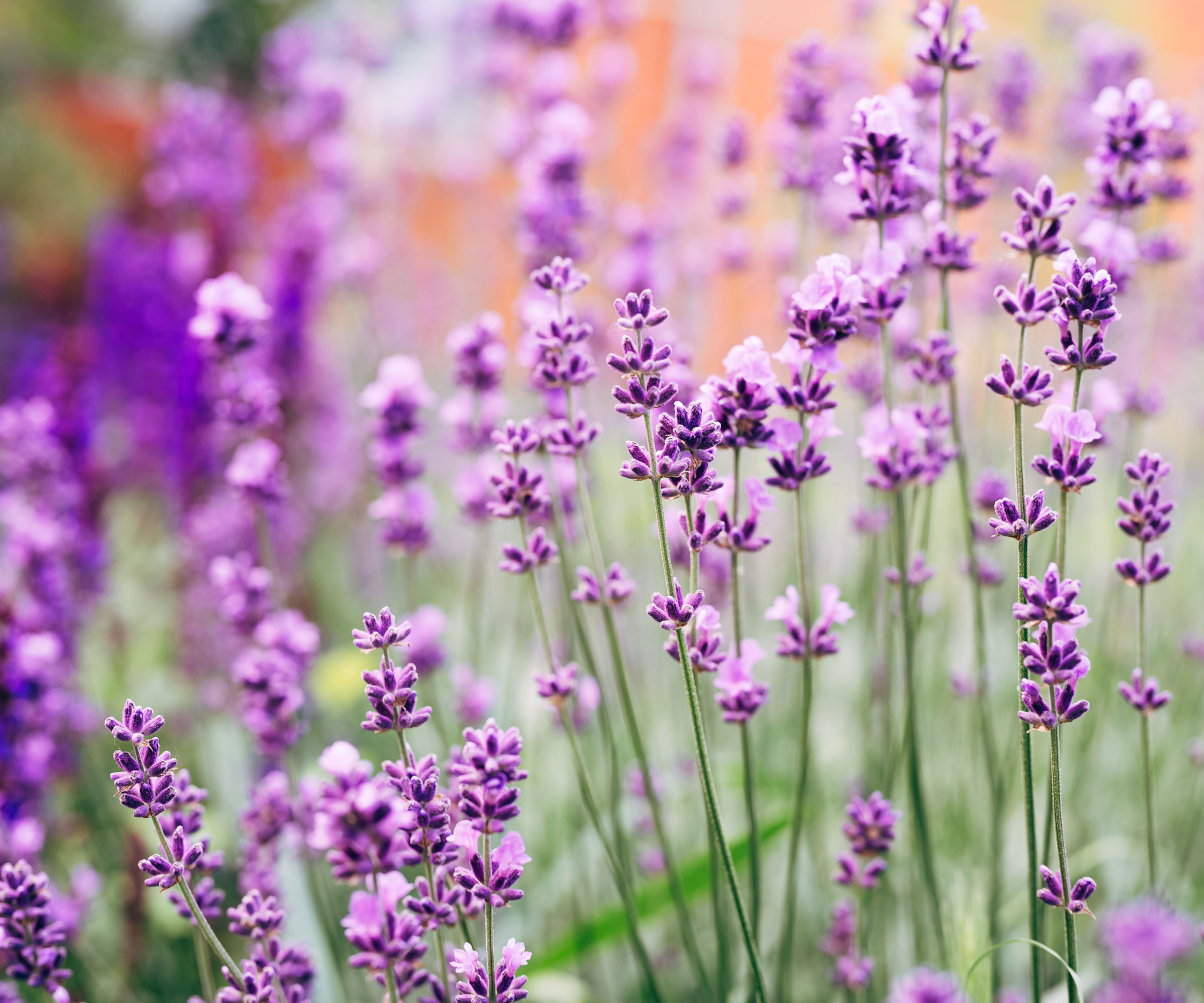 lavender plant growing in garden showing delicate purple flower spears