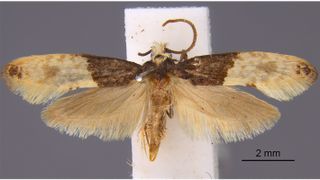carpet moth
