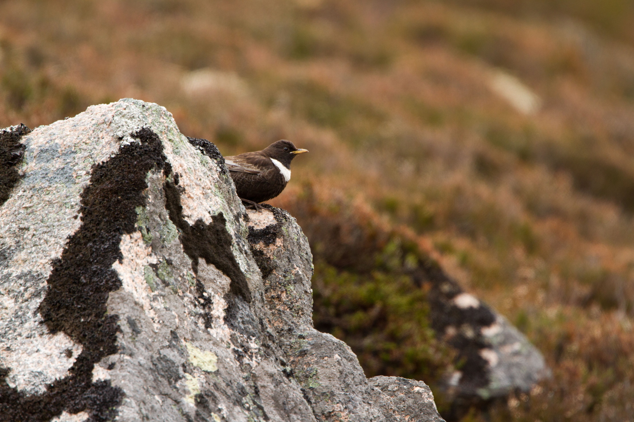 A ring ouzel