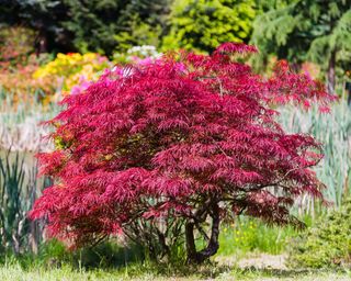 Red dwarf Japanese maple tree