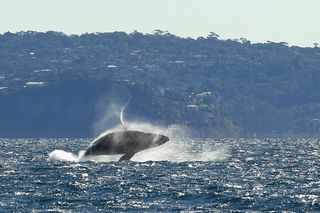 Here, a humpback whale breaches off Sydney, Australia, during a whale-watching tour on June 23, 2011.