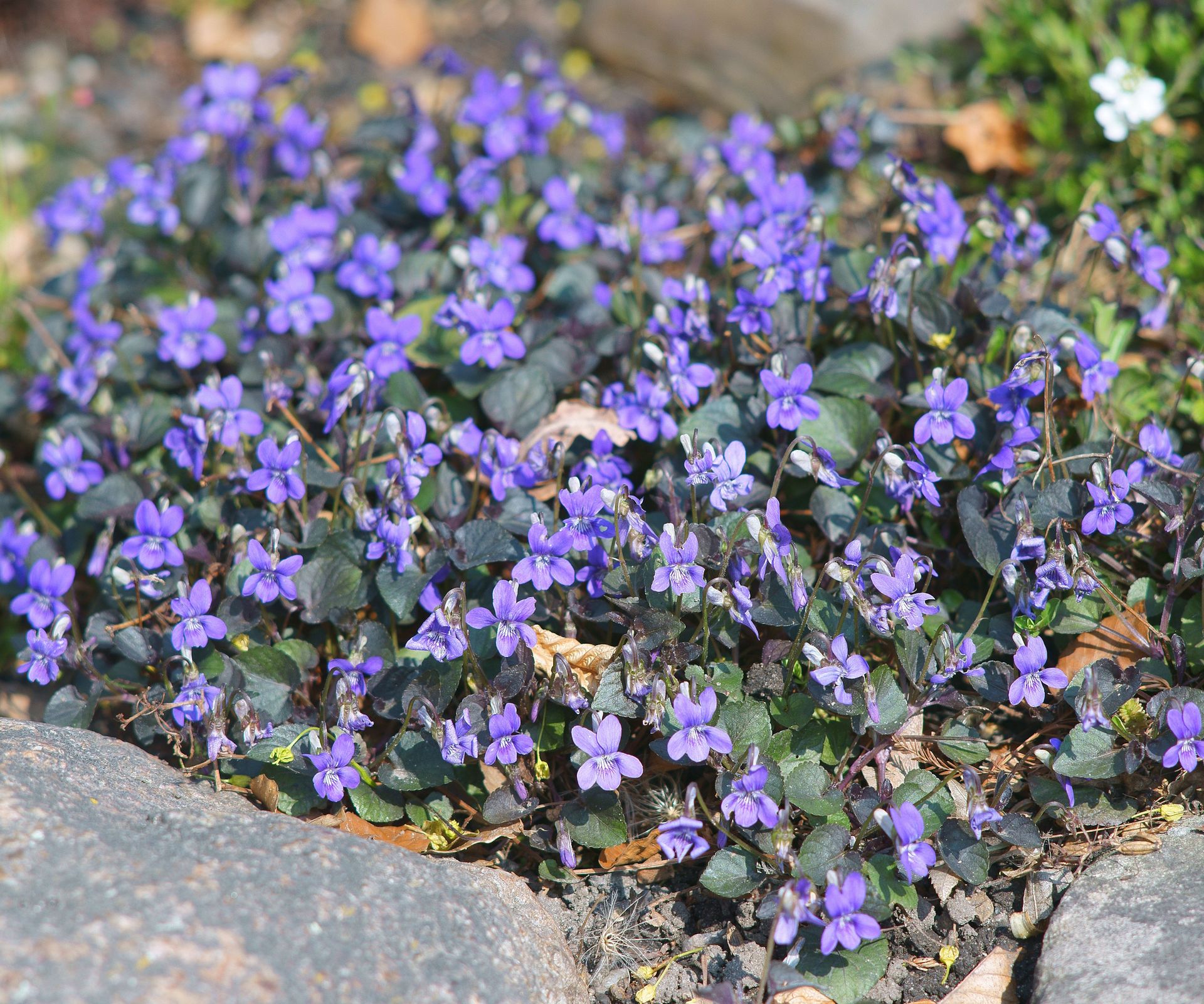 Best petfriendly ground cover plants 5 nontoxic plants Homes & Gardens