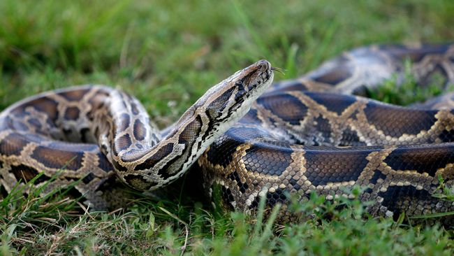 Long-held myth says Hurricane Andrew sparked Florida's Burmese python ...