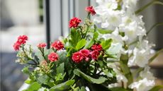 Should you deadhead indoor flowering plants