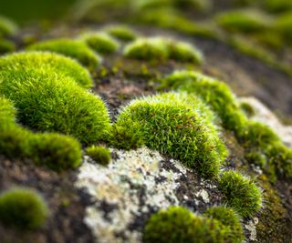 moss on rocks