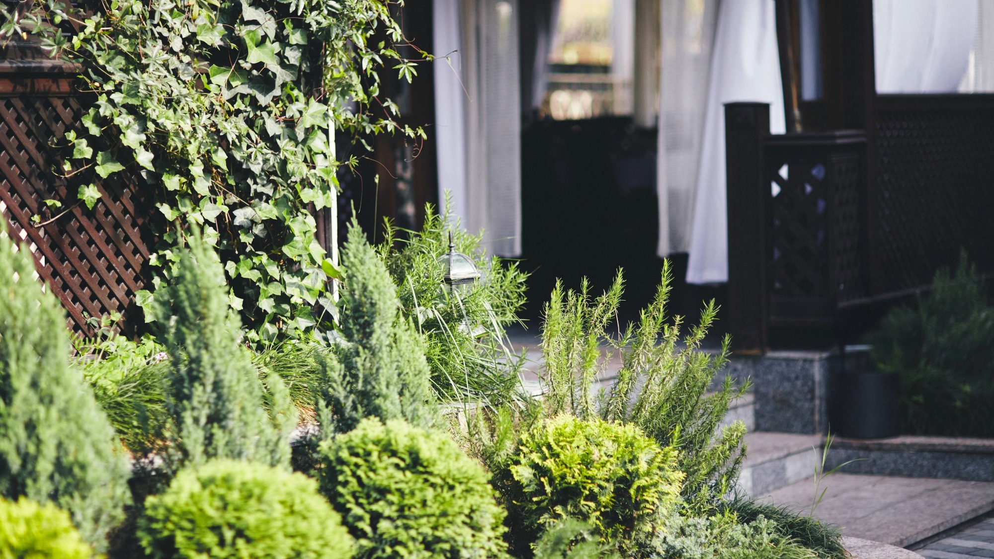 Compact shrubs for a narrow yard near a front door