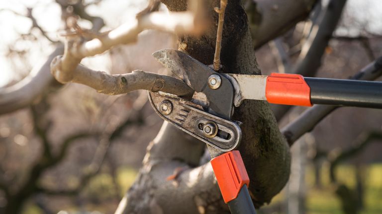 winter pruning apple trees: pruning fruit trees with pruning shears