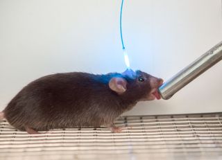 Researchers measured and watched the activity of thirst neurons in mouse brains as they drank salty and fresh water.