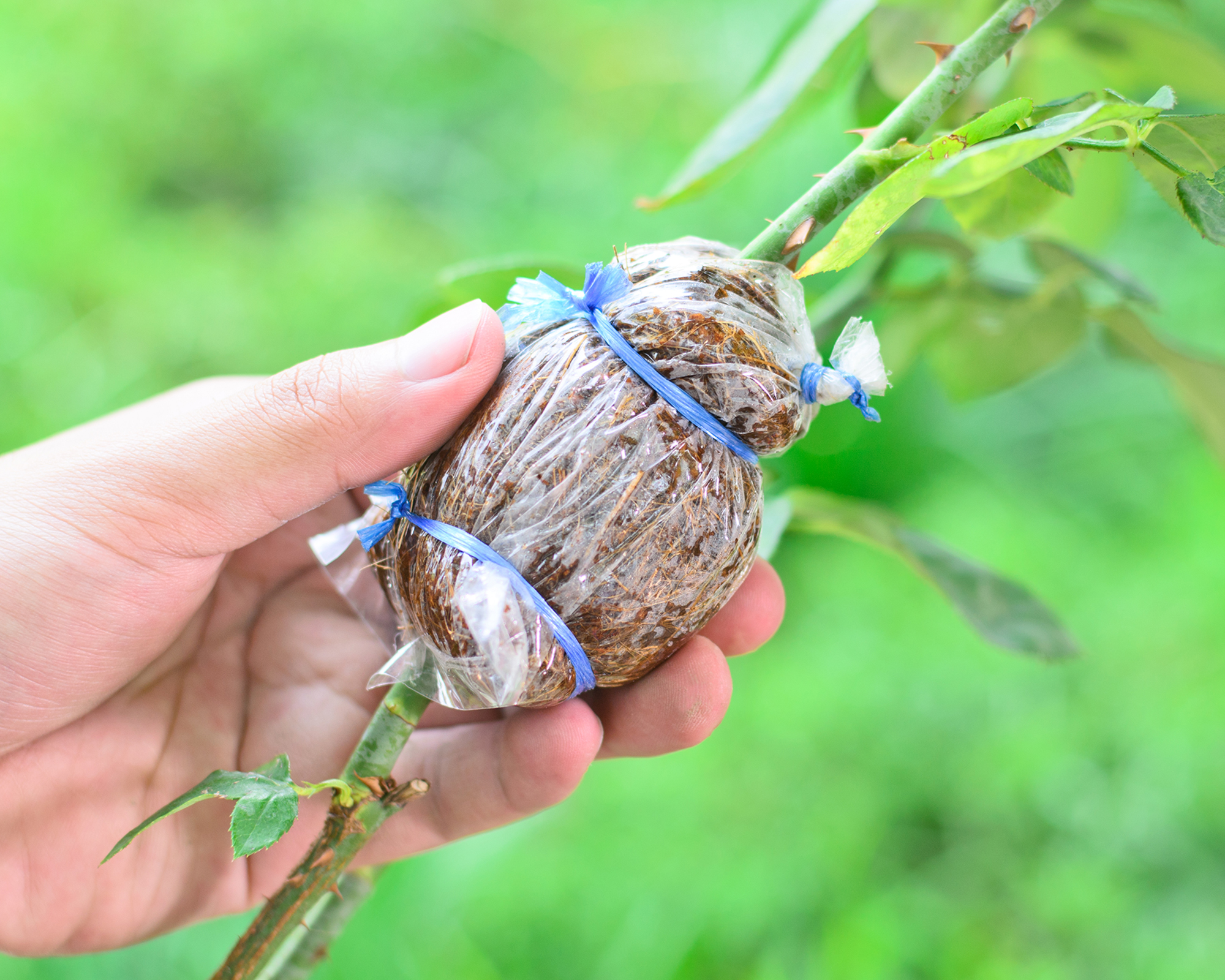 Propagating rose through air layering