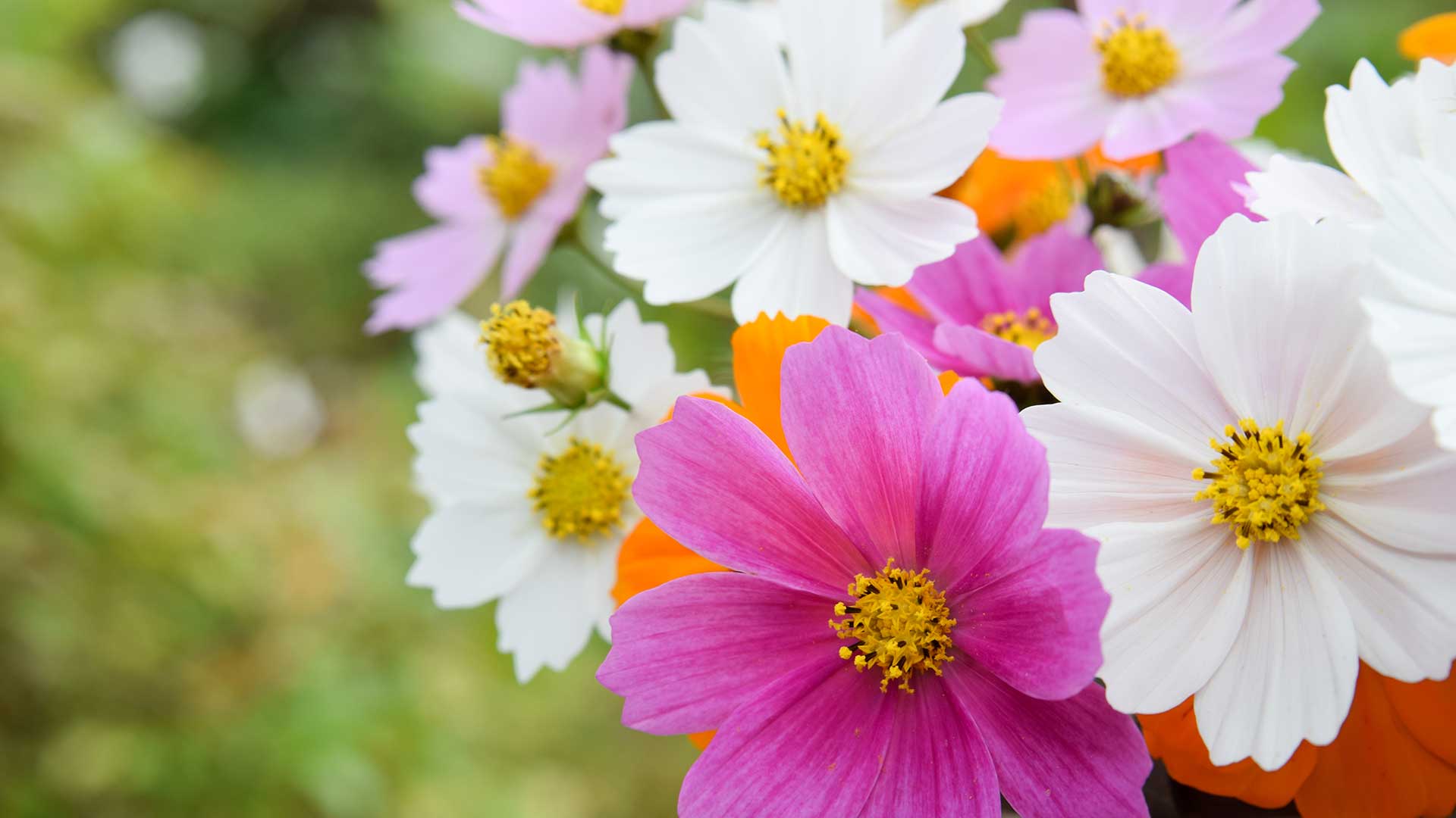 cosmos flowers