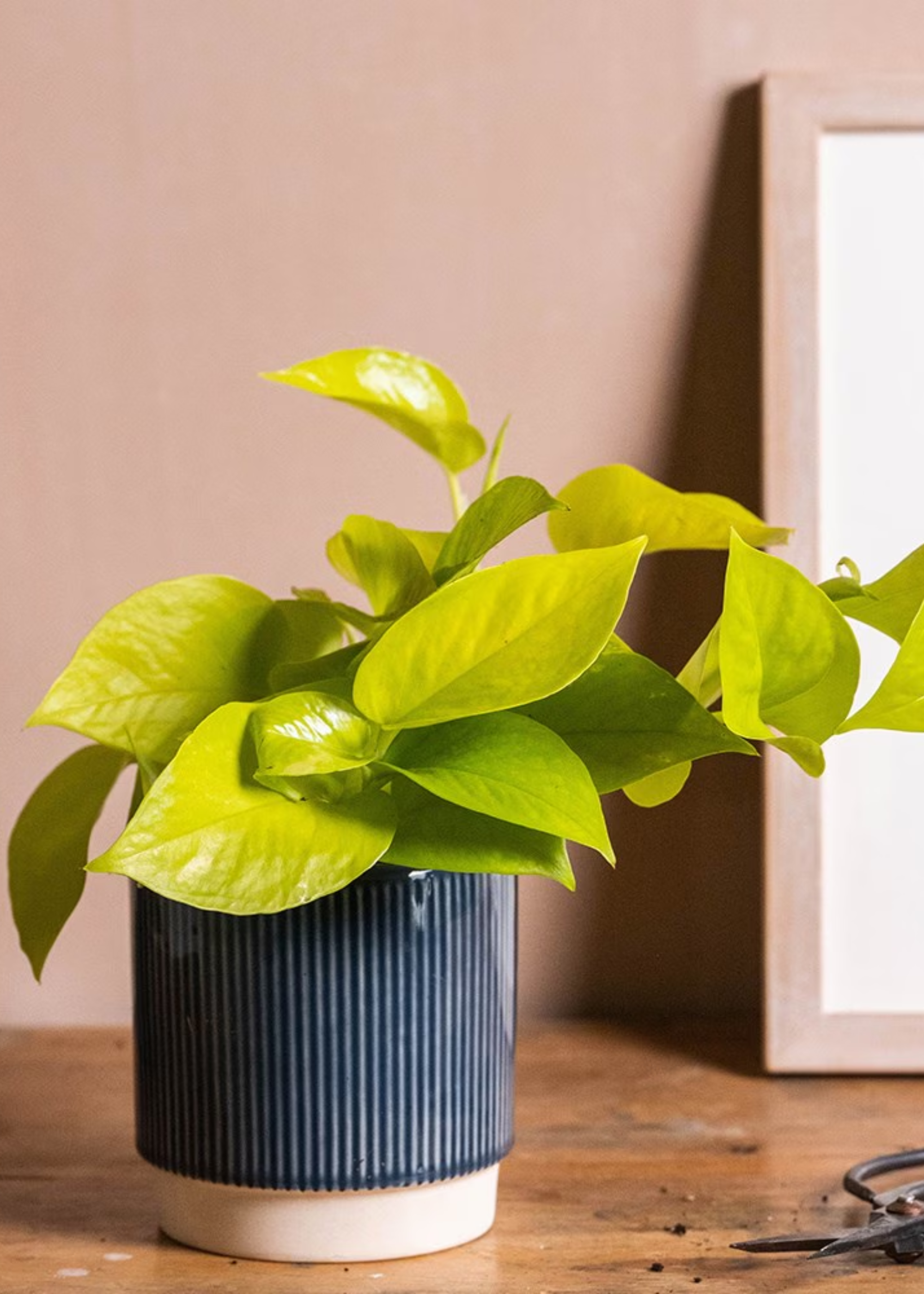 A potted neon pothos on a study beside a pair of secateurs