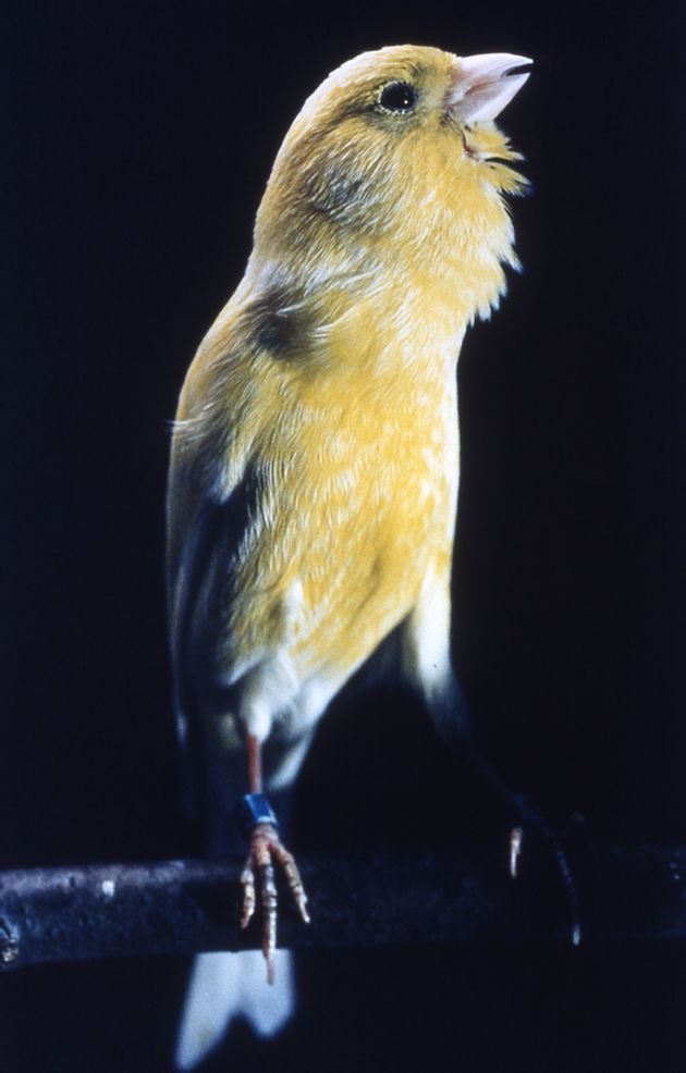 A male canary singing. 