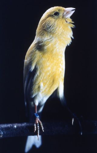 Canaries Change Their Tune Live Science