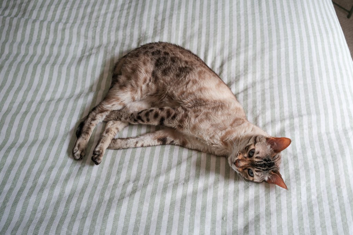 Fujifilm X-E5 sample photograph