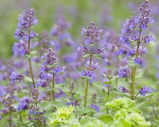 nepeta also known as catmint