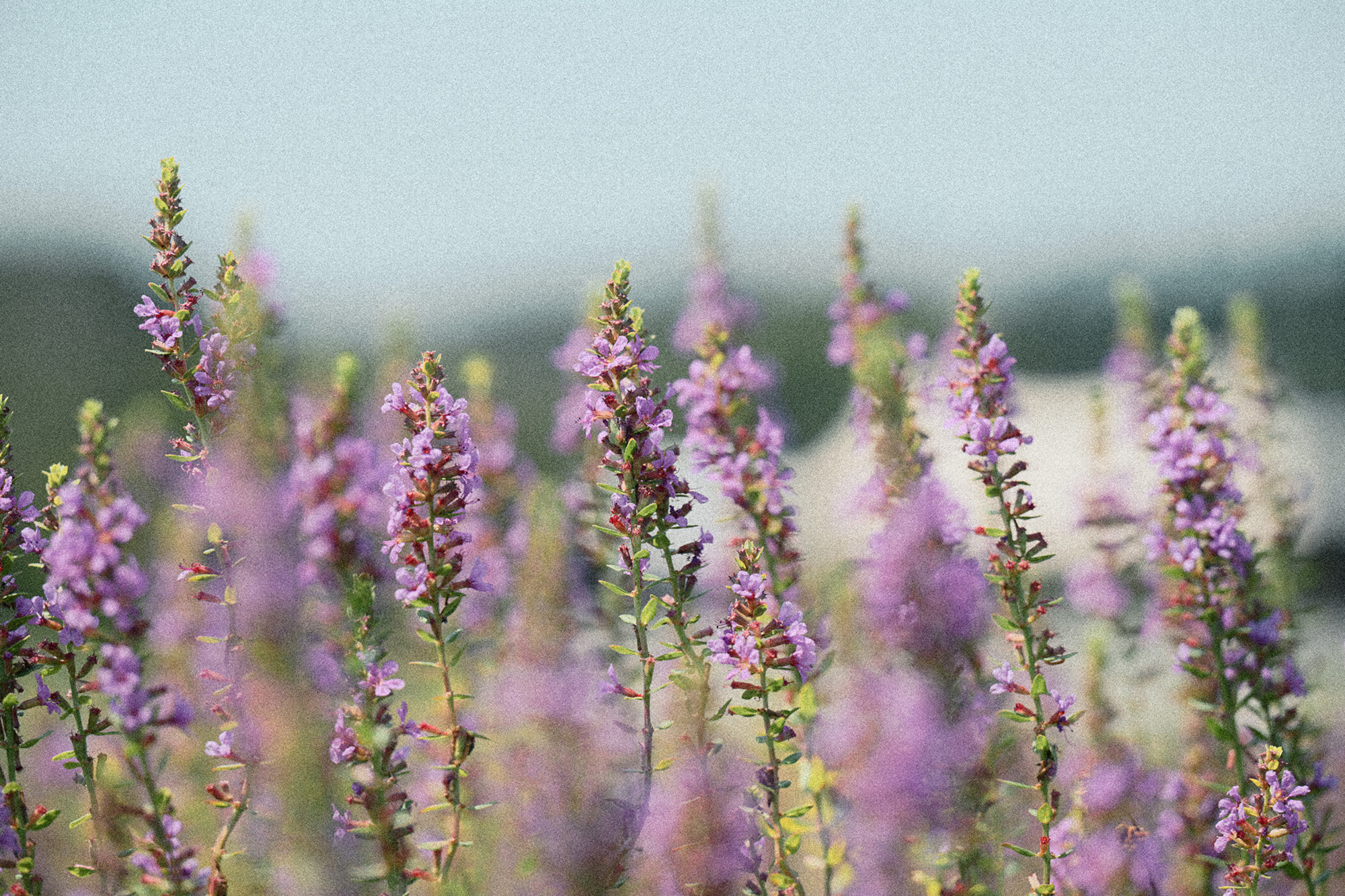 Nikon Zf Film Grain image, showing purple flowers in a field